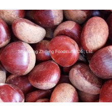 Chinese Fresh Chestnut for Exporting